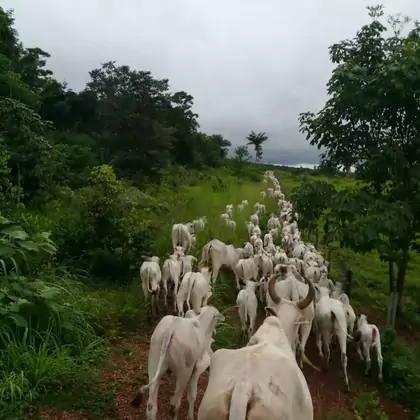 Fazenda - Zona Rural Araguaína - {{est_sigla}